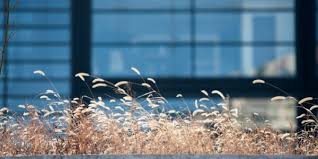 Plants bloom in the spring after many other nonnative annual grasses. How To Prevent Foxtail Injuries And Remove Foxtails From Your Dog