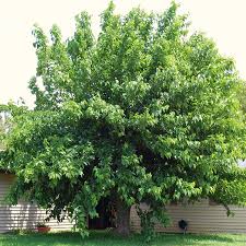 Image result for Morus