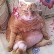 Pin On Cats