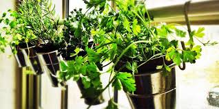 Coltivare le erbe aromatiche in autonomia è senz'altro la scelta più comoda. Erbe Aromatiche Come Coltivarle In Casa Best5 It