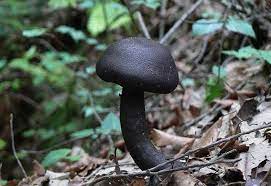 Check spelling or type a new query. Contoh Peranan Jamur Zygomycota Ascomycota Basidiomycota Dan Deuteromycota Biologijk