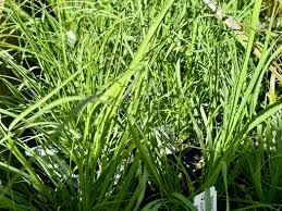 Image result for Eragrostis dinteri