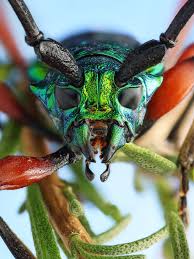 Image result for Buchnera usuiensis