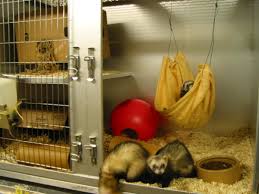 See more ideas about ferret, cute ferrets, small pets. Housing And Husbandry Of Ferrets Nc3rs