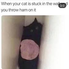 Memes that are original and in good faith will not be removed. When Your Cat Is Stuck In The Wall And Throw Ham On It Meme Ahseeit