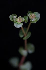 Image result for Chrysosplenium americanum