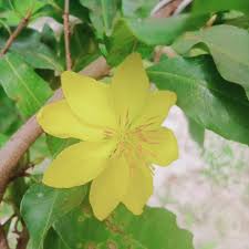 Image result for Cavacoa aurea