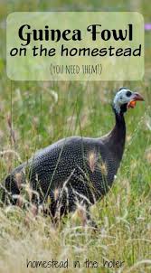 Guinea Fowl Birds That Look Like Turkeys Pin On Raising Ducks Geese Turkeys Other Poultry