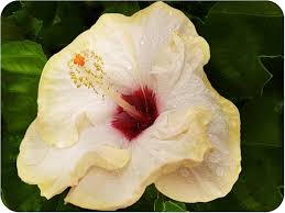 Image result for Hibiscus calyphyllus