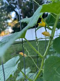 Image result for male flowers cucumber