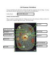 Animal and plant cells also both contain a nucleus. Cell Assignment 1 Cell Anatomy Worksheet 1 Identify The Structure Type In The Blanks And Submit This Worksheet Through The Assignment Tab In Course Hero
