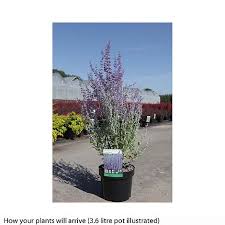 Maybe you would like to learn more about one of these? Perovskia Atriplicifolia Little Spire Plants Thompson Morgan