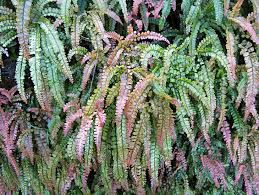 Image result for Adiantum hispidulum
