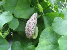 Image result for Aristolochia littoralis