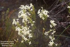 Image result for Struthiola