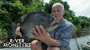 Image result for Wajira grahamiana