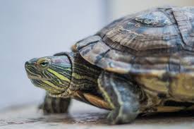 See full list on cleverpetowners.com How Long Can A Red Eared Slider Go Without Water Pet Keen
