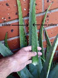 It is cultivated in subtropical regions around the world, including the southern border areas of texas, new mexico, arizona, and california. Identifying And Growing Edible Aloe Vera Deep Green Permaculture