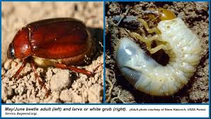 Find content updated daily for what kills bugs May June Beetles Wisconsin Horticulture