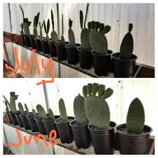 This will help it fertilize the plant with a cactus fertilizer once per month. Progress Pics Prickly Pear Pads One Month After Planting Cactus