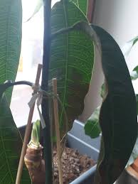 Diese mangopflanze wächst nun schon seit ein paar monaten an biete meine schönen selbstgezogenen mango pflänzlein. Pilzbefall Mango Pflanzendoktor Kranke Zimmerpflanze Pflanzenforum