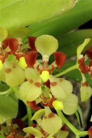 Image result for Ozoroa gomesiana