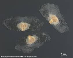 Image result for Amphilophium crucigerum