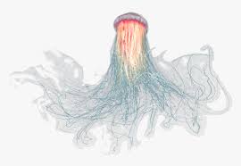 Jellyfish Png Transparent Png Kindpng