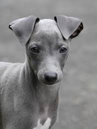 I started getting titles on my dogs in 1992 and am still showing them in akc, ukc and asfa. 180 Italian Greyhound Or Miniature Greyhound Ideas Italian Greyhound Greyhound Grey Hound Dog