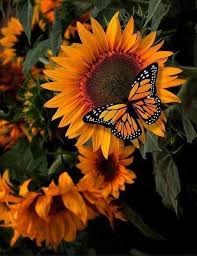 Sunflower sunflower butterfly butterfly flowers flower sunflowers yellow high definition picture background summer sun blue sky exquisite pictures nature sky petals white clouds creative picture printing for high definition pictures flora plant green garden floral high quality pictures blue sunshine. Aesthetic Wallpaper Flowers And Butterflies Novocom Top