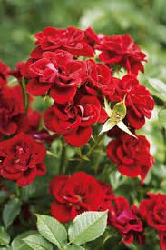 Maybe you would like to learn more about one of these? Alan Titchmarsh On Shifting Plants In Your Garden Express Co Uk