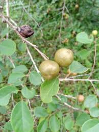 Image result for Cleistanthus schlechteri