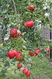 The tree produces an abundance of beautiful bright orange flowers over both the flowers and the fruit are produced at a very young age. Amazon Com Pixies Gardens Russian Pomegranate Tree Considered The Sweetest Of All Pomegranates 1 Gallon Potted Garden Outdoor