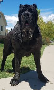 Biggest Puppy In The World Big Puppies Big Dogs Animals And Pets