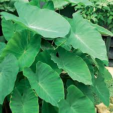 Welcome to easy to grow bulbs! Van Zyverden Football Sized Elephant Ear Plant Bulb 83466 At Tractor Supply Co