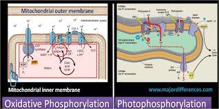 Major Differences Difference Between Oxidative Phosphorylation And Photophosphorylation