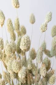 Image result for Phalaris