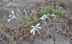 Image result for Crinum crassicaule