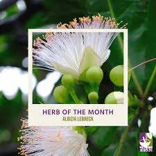 Image result for Albizia lebbeck