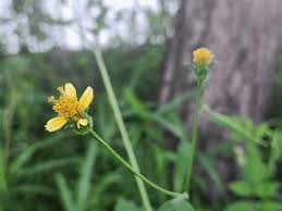 Image result for Bidens biternata