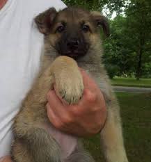 Ready for another home around feb. Ckc German Shepherd Pups For Sale In Louisville Kentucky Classified Americanlisted Com