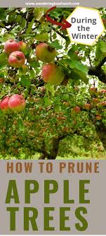 We did not find results for: How To Prune An Apple Tree Wandering Hoof Ranch