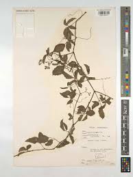 Image result for Cyphostemma adenocaule