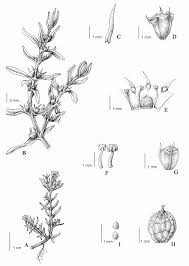 Image result for Rotala capensis