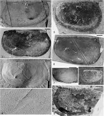 Whether you're looking for indoor plants, outdoor plants, house plants, flower plants, trees, annuals or perennials, the home depot has something for everyone. Soft Bodied Biota From The Middle Cambrian Drumian Rockslide Formation Mackenzie Mountains Northwestern Canada Journal Of Paleontology Cambridge Core