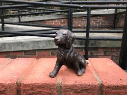 To learn more about each adoptable dog, click on the i icon for some fast facts, or click on their name or photo for full details. Adding Value And Interactivity To Downtown Experiences