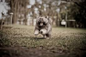 Anjing yang terkenal atas kepintaran dan kekuatan energinya ini hidup. 52 Pomeranians Other Pups Ideas Pomeranian Dogs Cute Animals