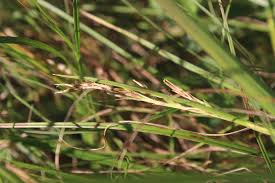 Image result for Scleria achtenii