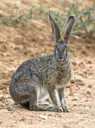 Addo Hare The African Scrub Hare Is A Common Nocturnal Animal Affiliate African Hare Addo Scrub Animal Animals Nocturnal Animals African Wildlife