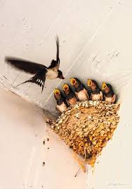 Small Birds That Make Mud Nests European Swallow Family Oiseaux Des Jardins Petits Oiseaux Oiseaux